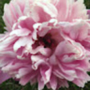 Meet your Posher, Eliana